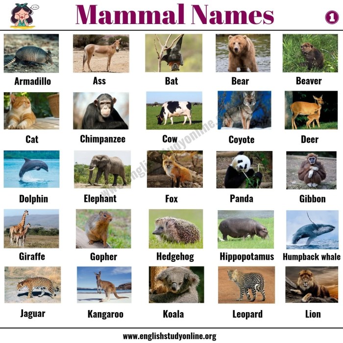 Mammals ending in the letter a