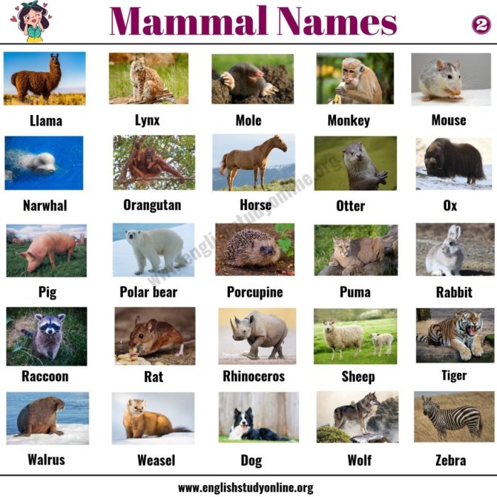 Alphabet animal letter english recognition