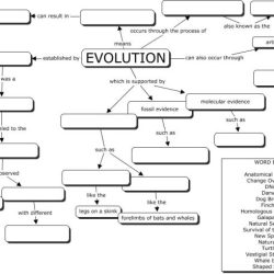 Mechanisms of evolution worksheet answers