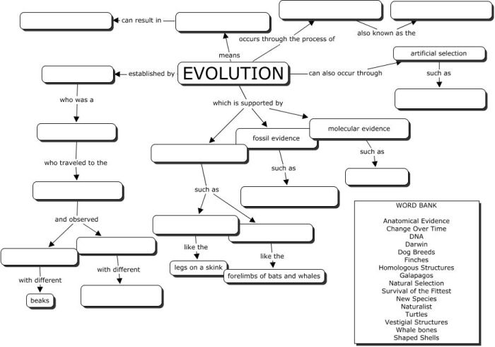 Mechanisms of evolution worksheet answers