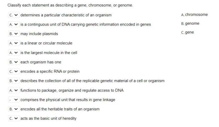 Classify each statement as describing a gene chromosome or genome