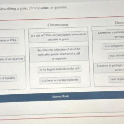 Classify each statement as describing a gene chromosome or genome