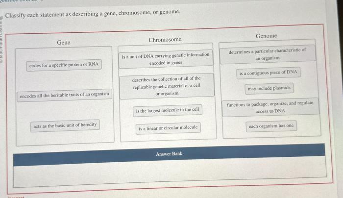 Classify each statement as describing a gene chromosome or genome